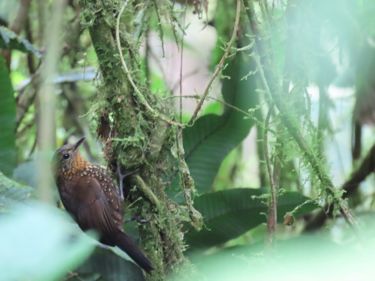 Spotted Barbtail - ML637282244