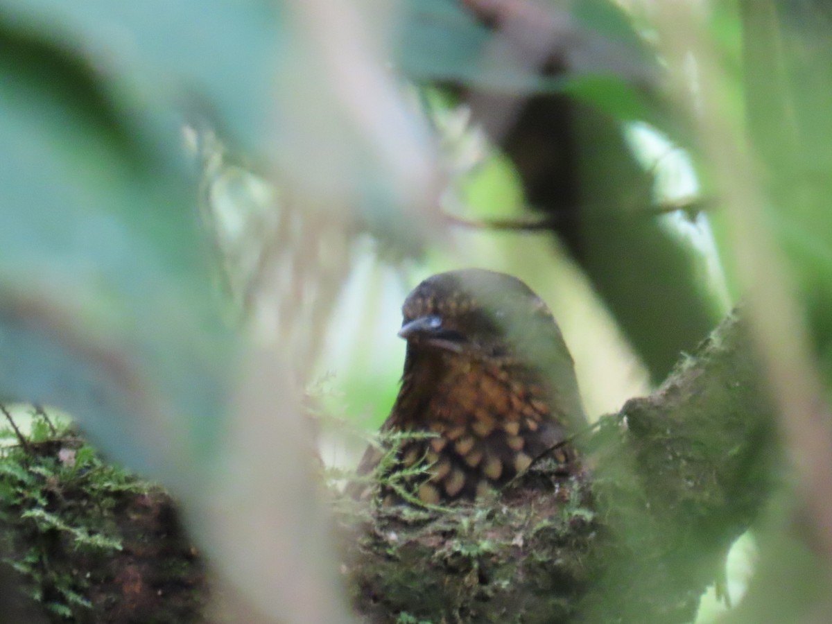 Spotted Barbtail - ML637282257