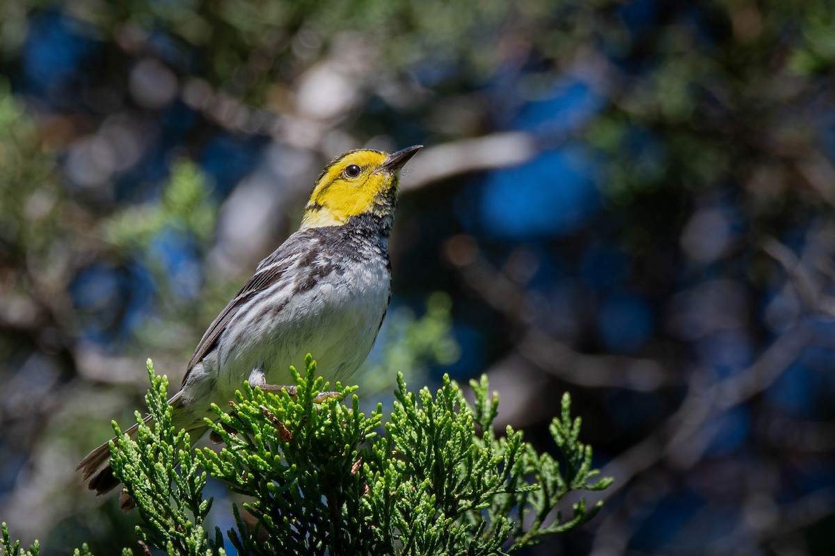 Golden-cheeked Warbler - ML637282286