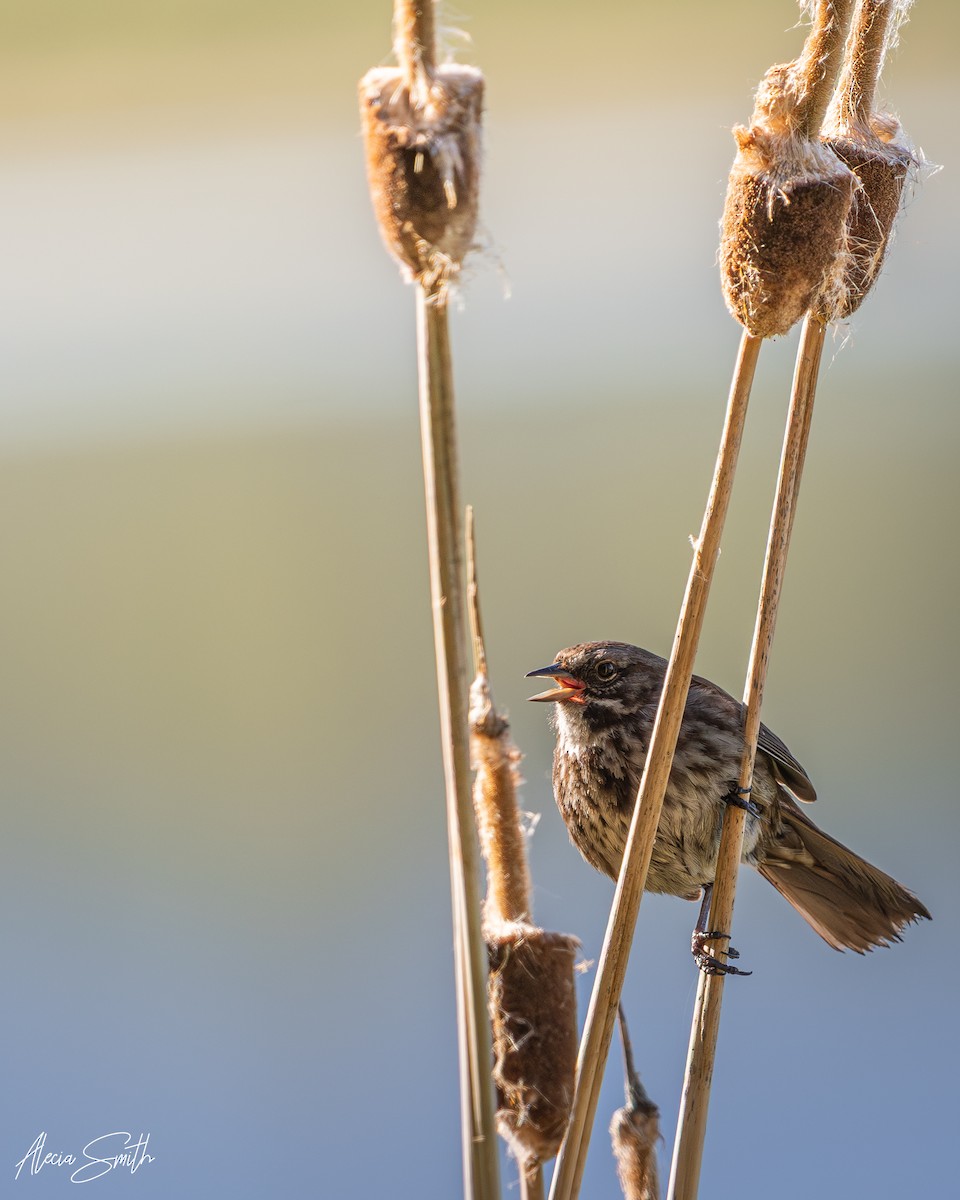 Song Sparrow - ML637282340