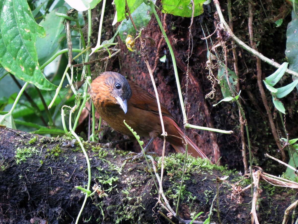 Streak-breasted Treehunter - ML637282363
