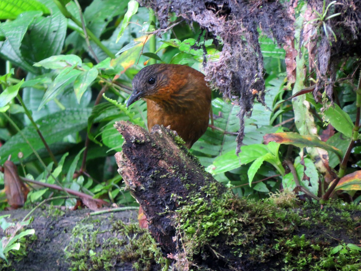 Streak-breasted Treehunter - ML637282364