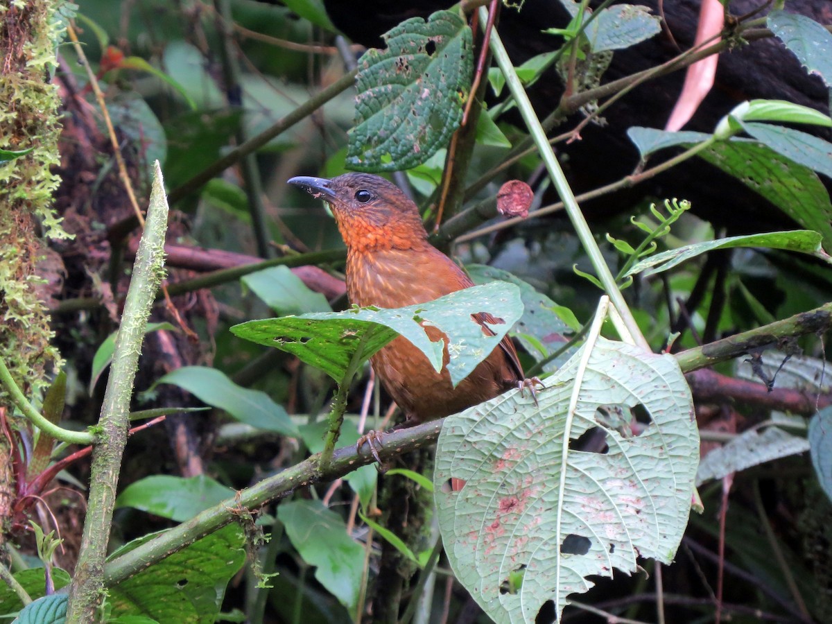 Streak-breasted Treehunter - ML637282365