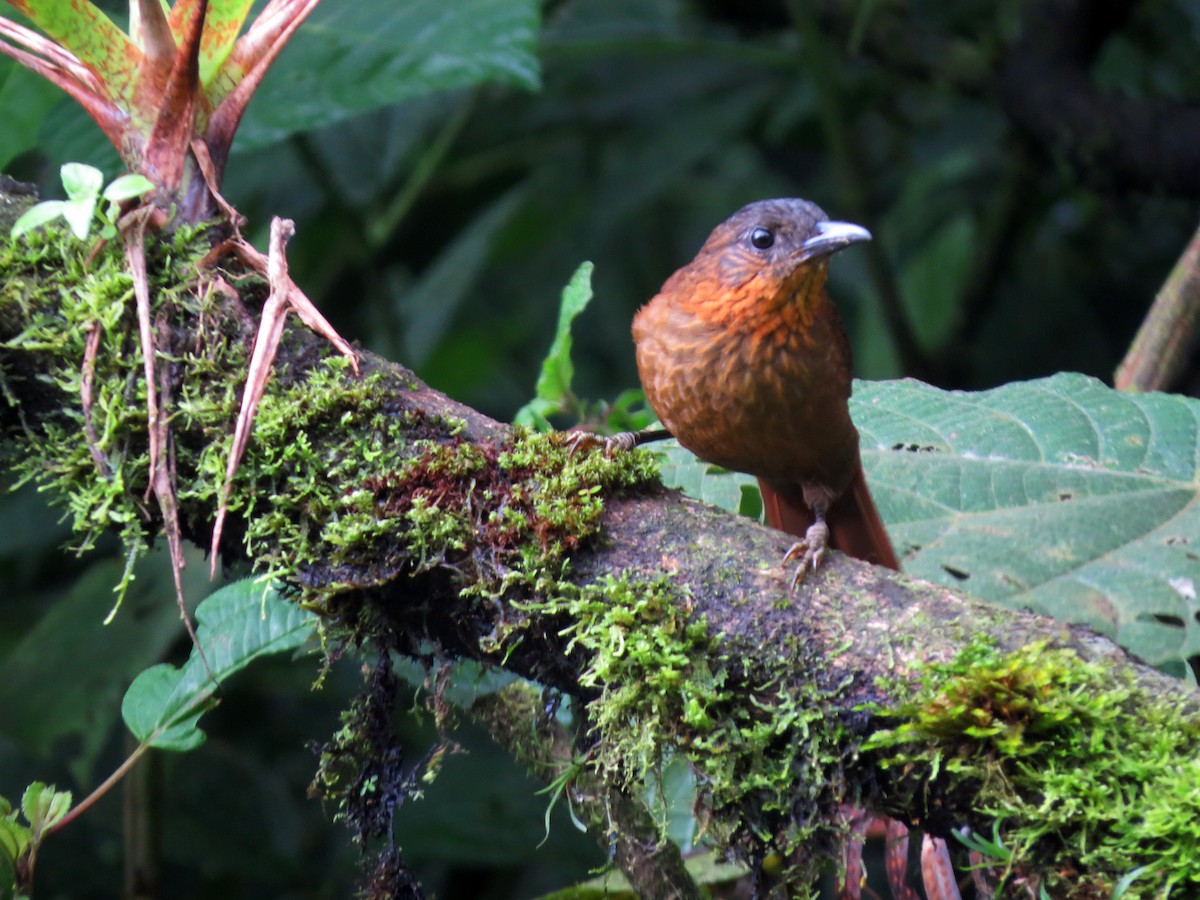 Streak-breasted Treehunter - ML637282376