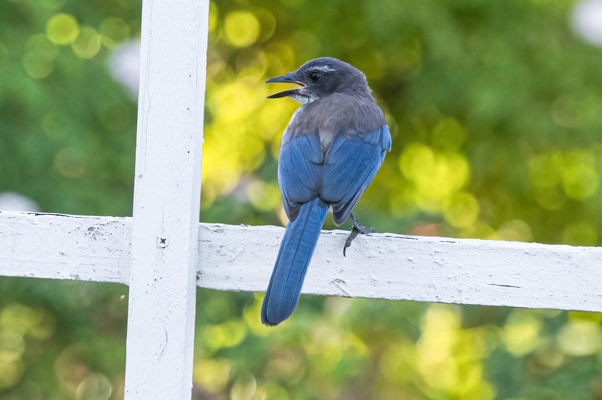 California Scrub-Jay - ML637282400