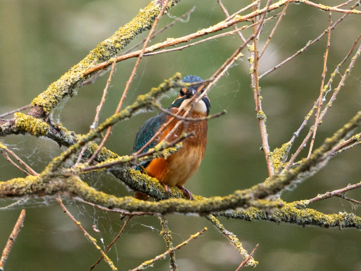 Common Kingfisher - ML637282415