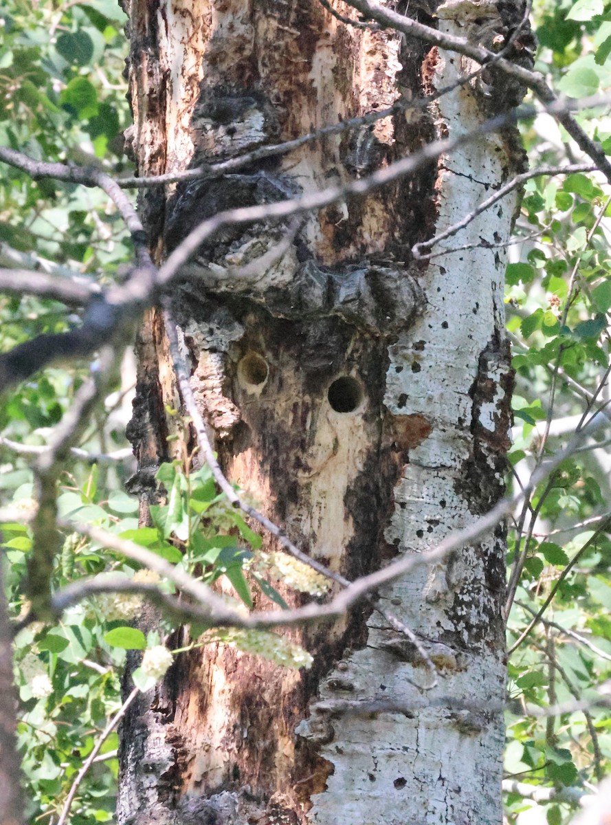Red-naped Sapsucker - ML637282424