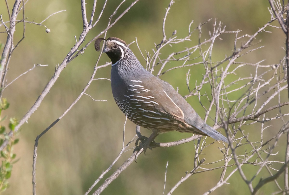 California Quail - ML637282487
