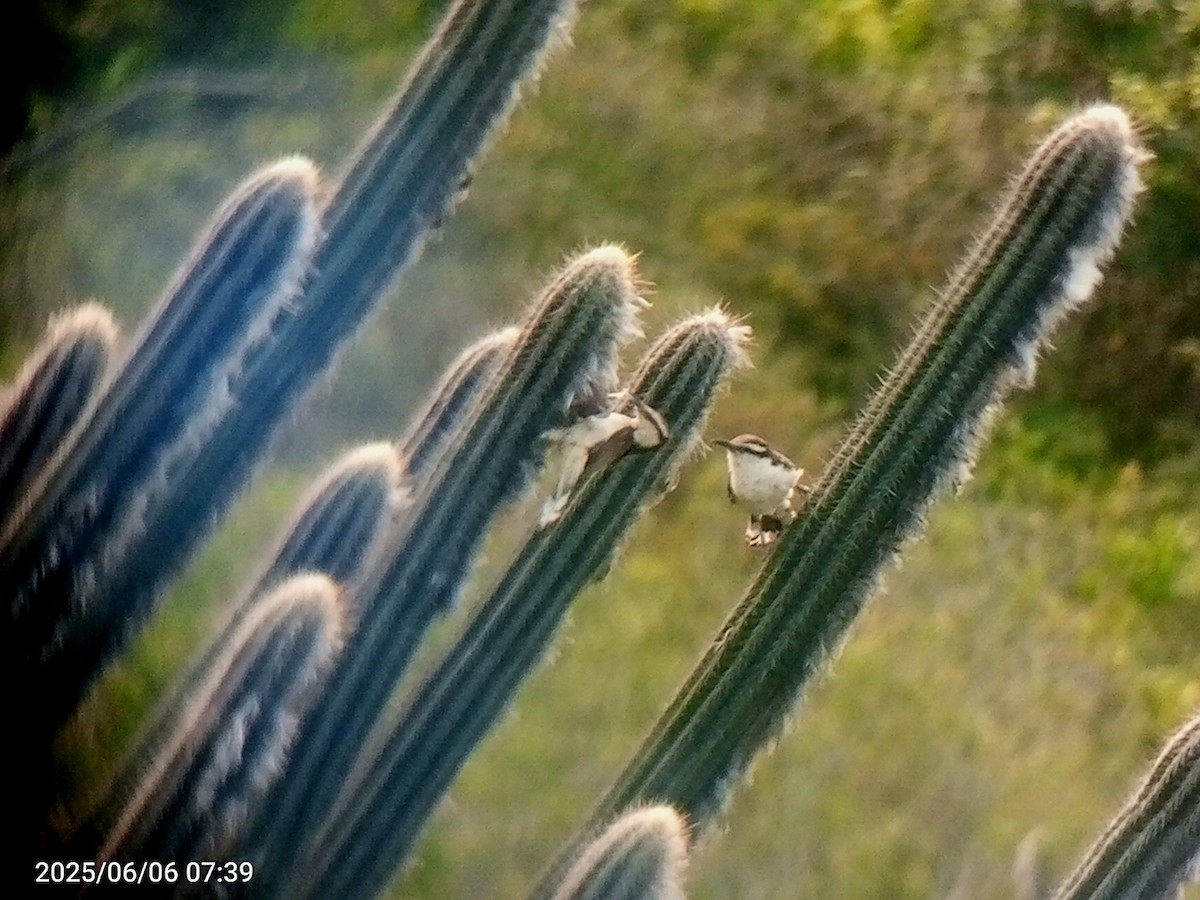 Bicolored Wren - ML637282496