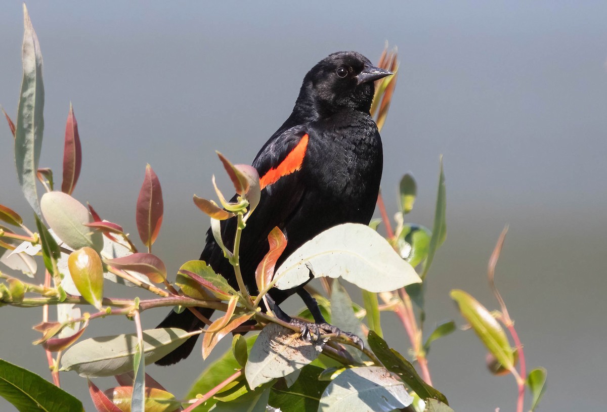 Red-winged Blackbird - ML637282533