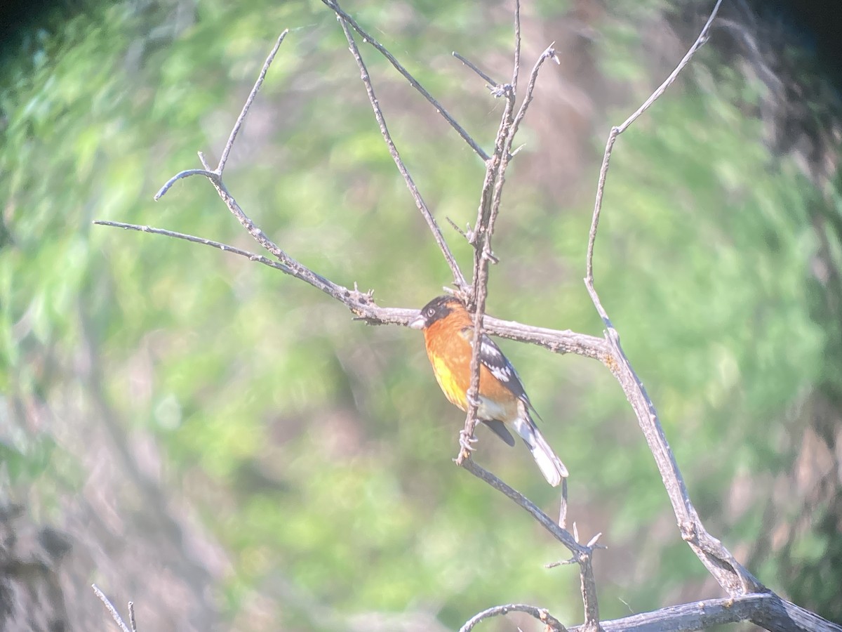 Black-headed Grosbeak - ML637282545