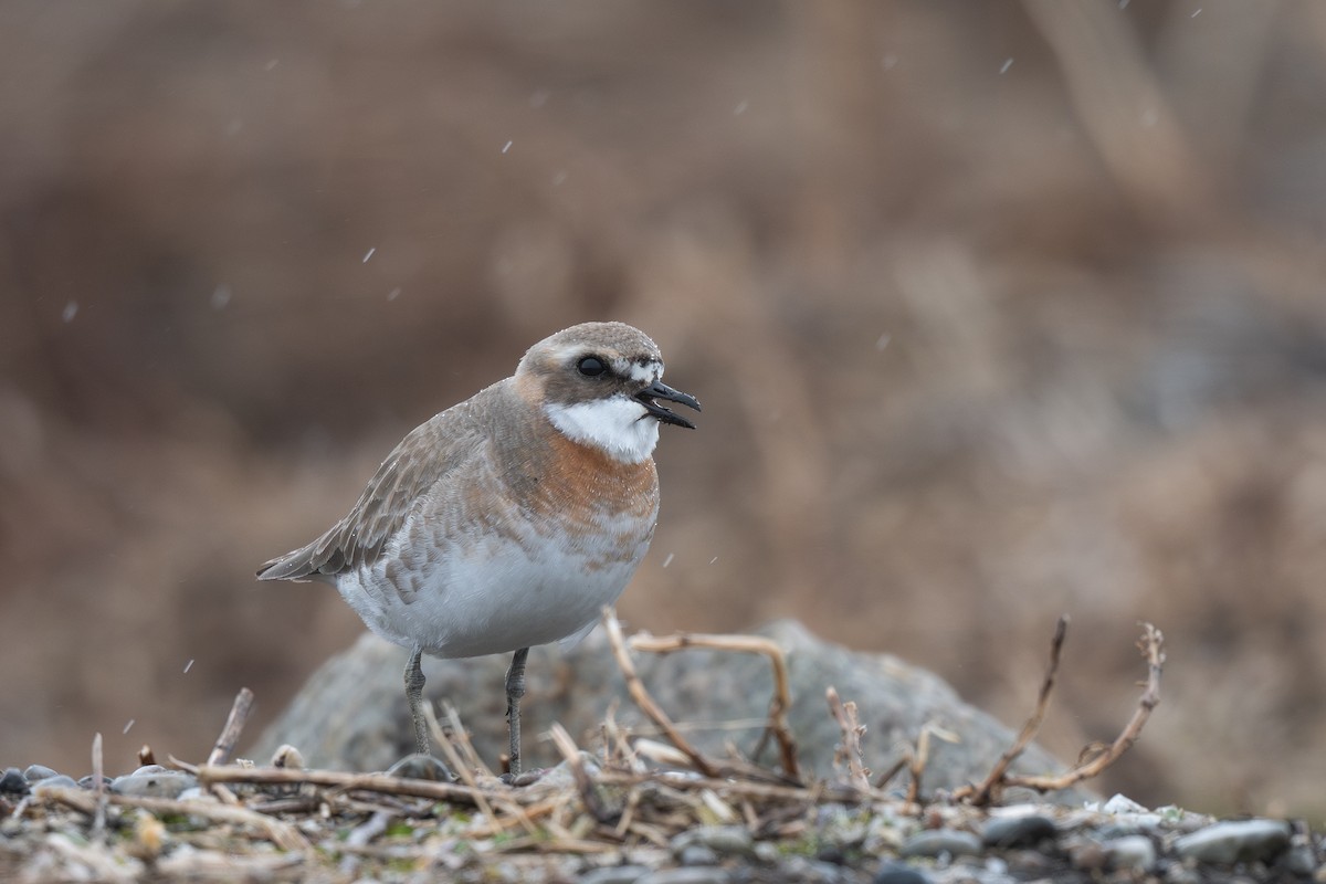 Siberian Sand-Plover - ML637282548