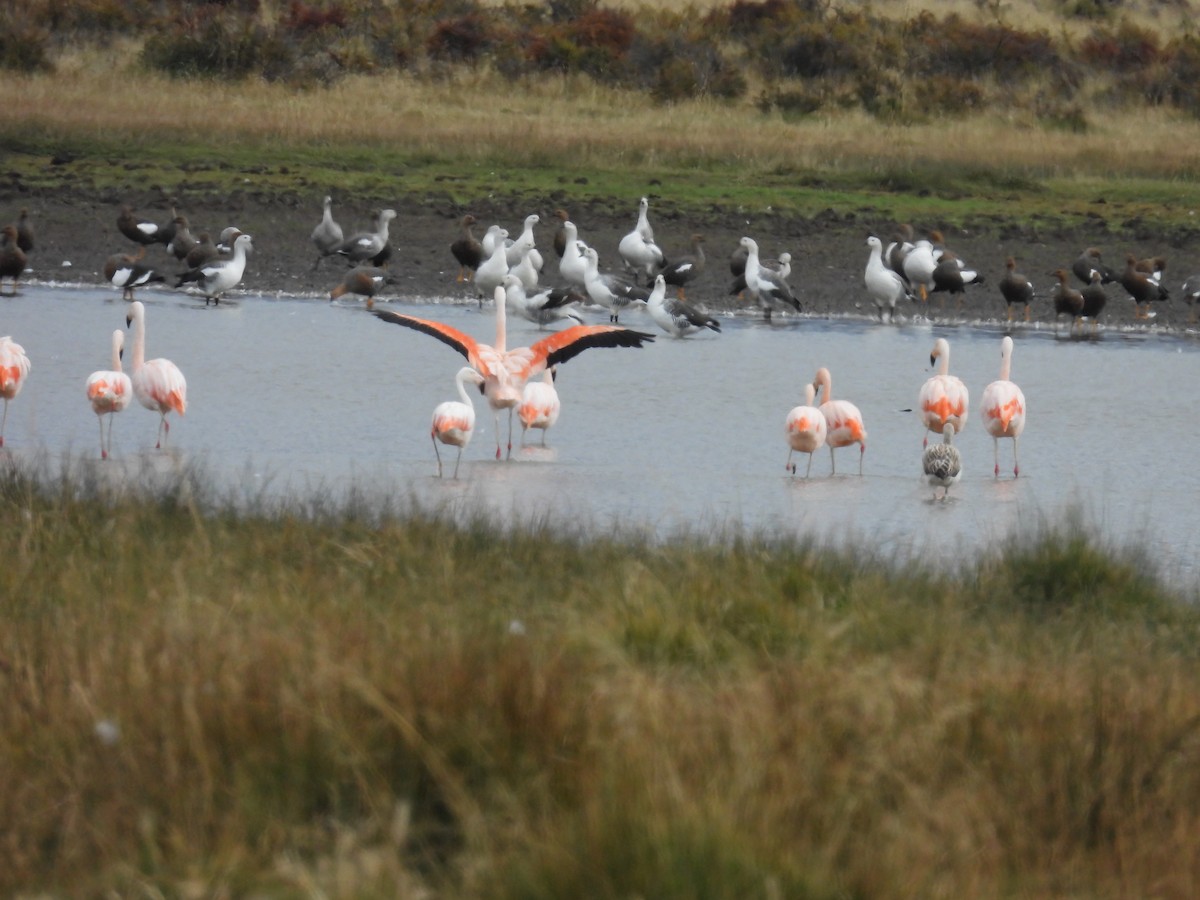 Chilean Flamingo - ML637282576