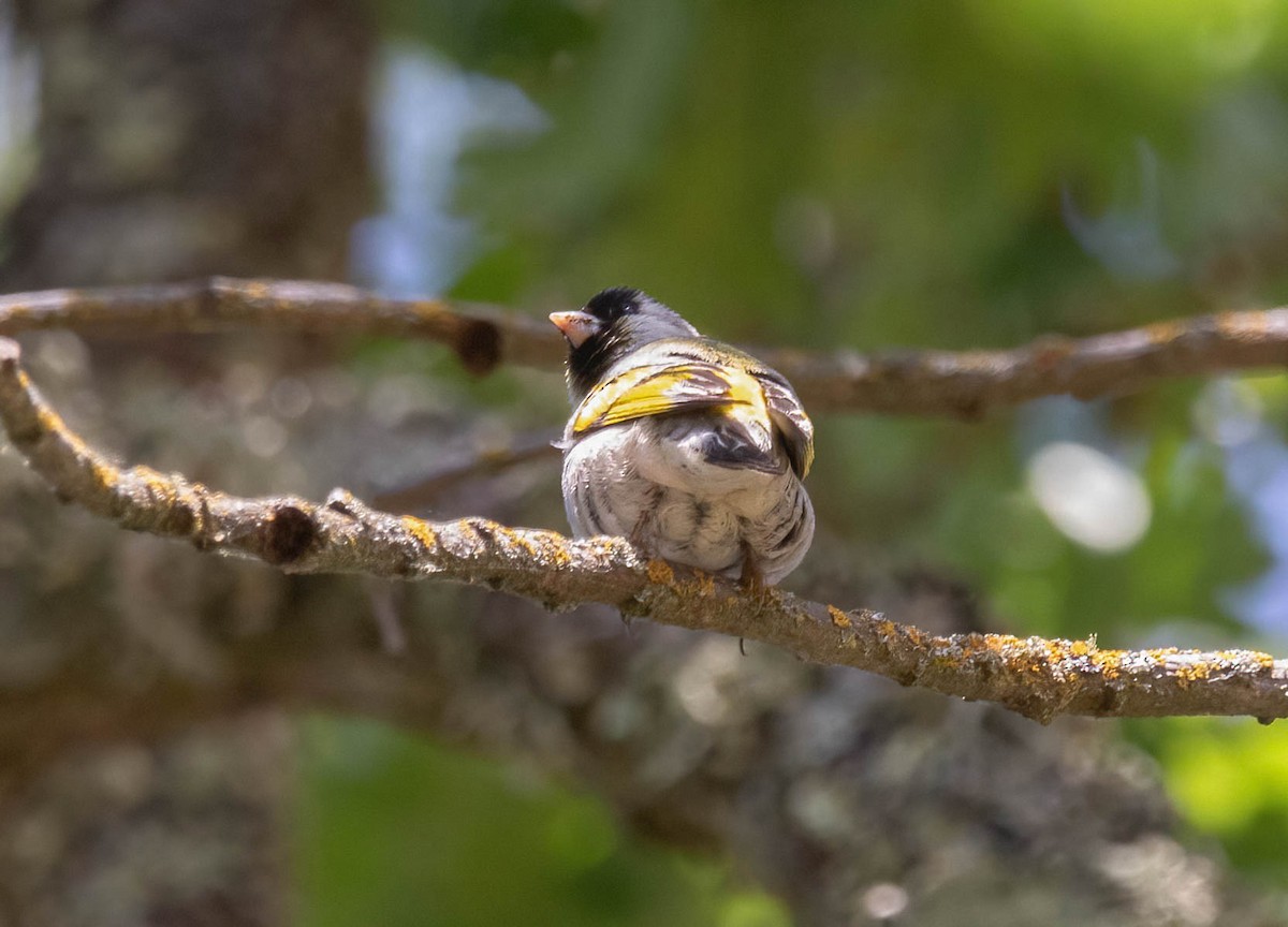 Lawrence's Goldfinch - ML637282606