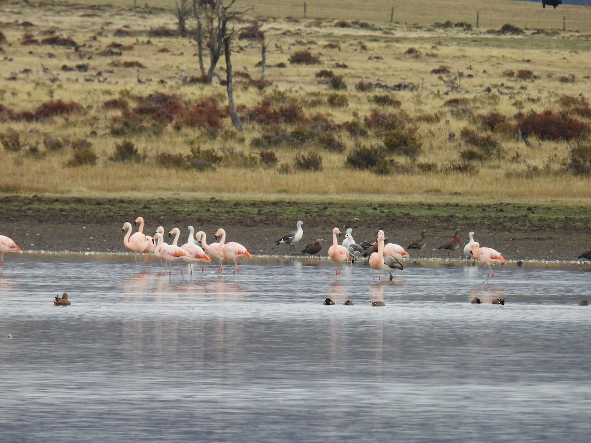 Red Shoveler - ML637282613