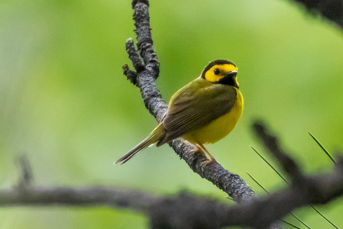 Hooded Warbler - ML637282616