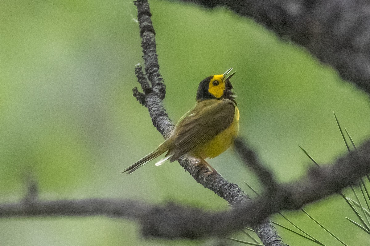 Hooded Warbler - ML637282617