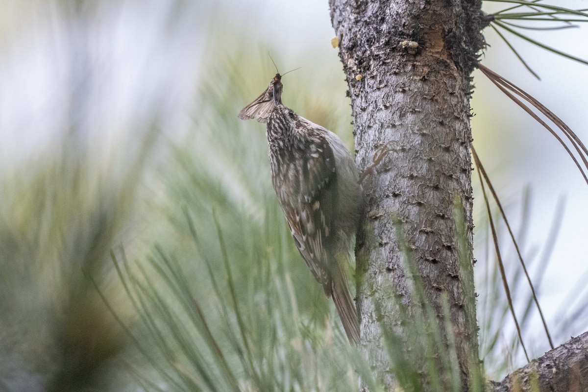 Brown Creeper - ML637282622