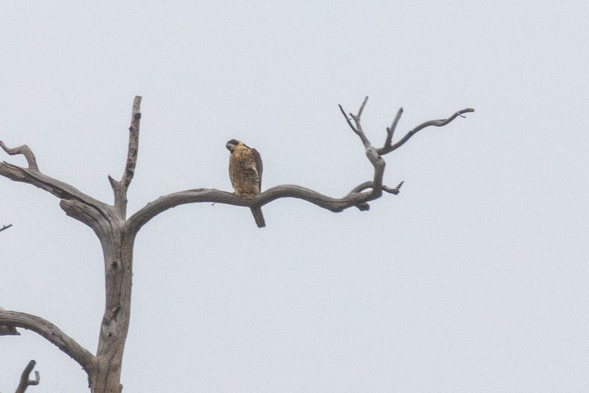 Peregrine Falcon - ML637282624