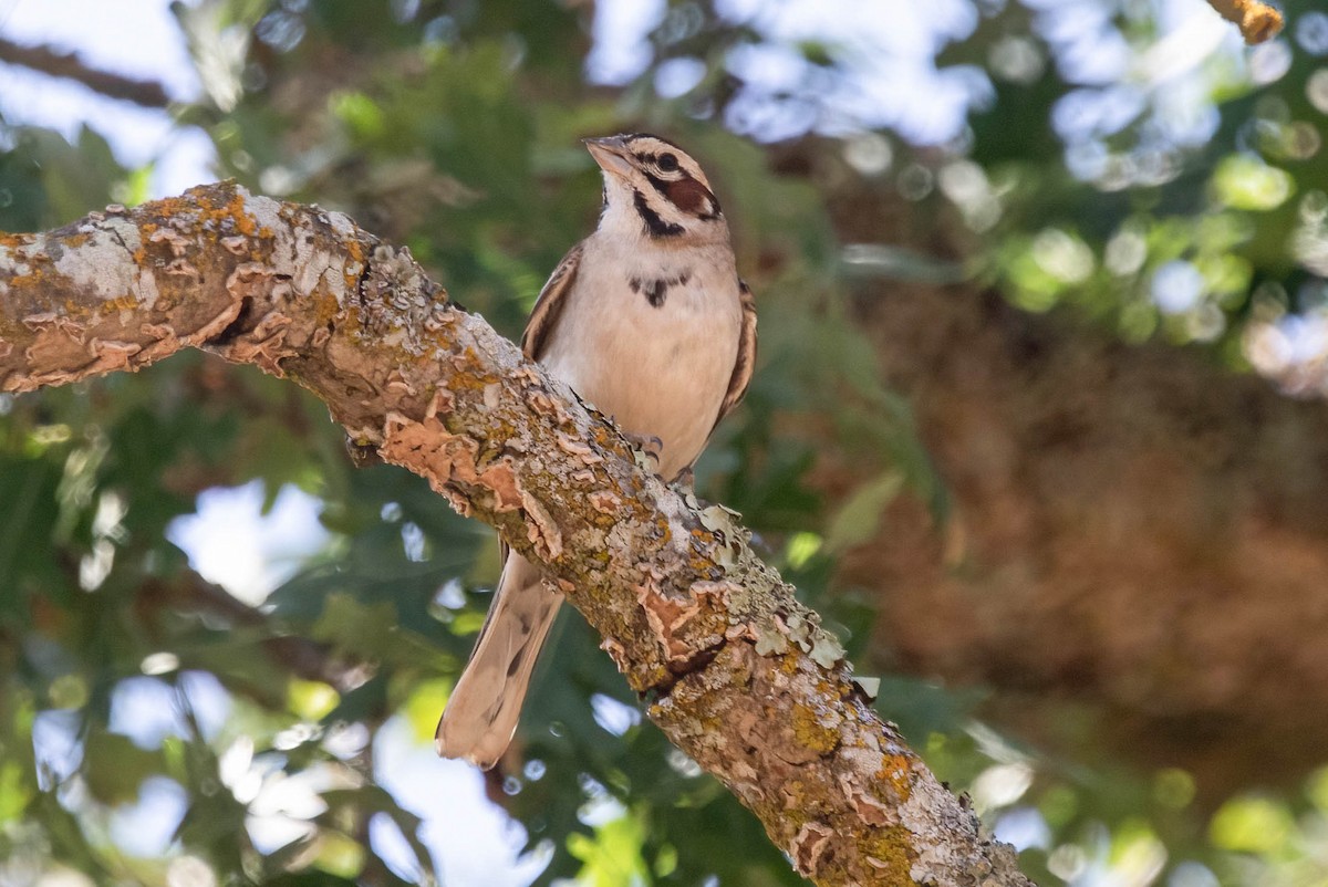 Lark Sparrow - ML637282638