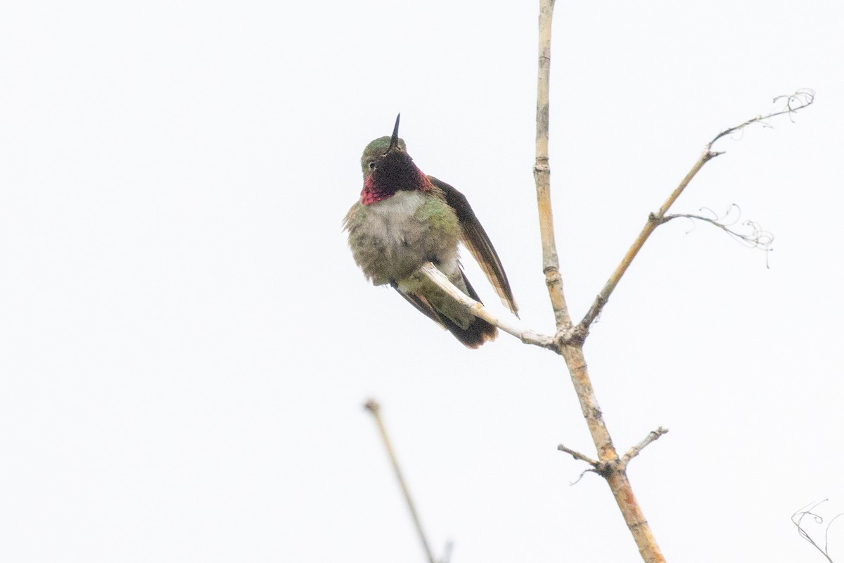 Broad-tailed Hummingbird - ML637282651