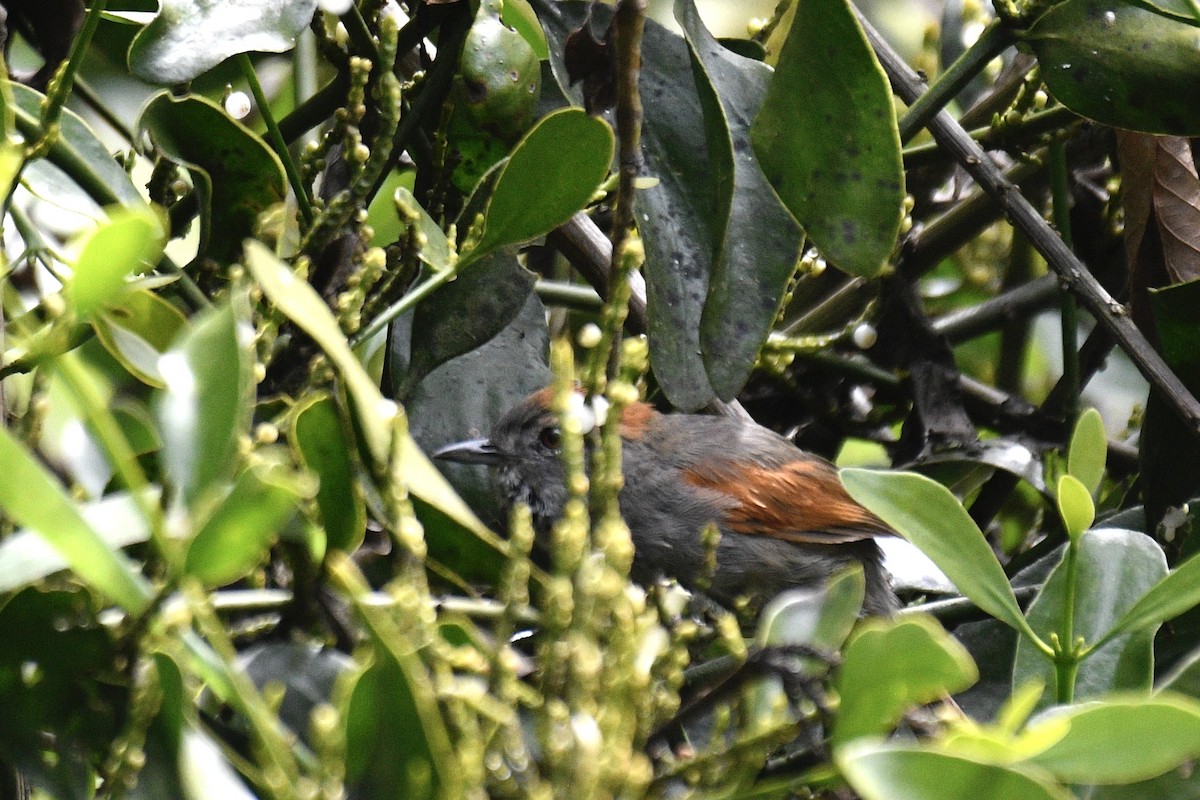 Azara's Spinetail - ML637282690