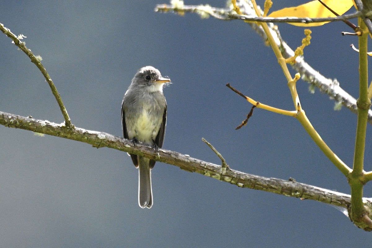 Tumbes Pewee - ML637282693