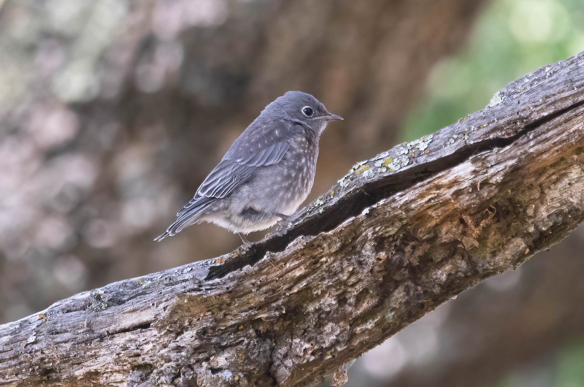 Western Bluebird - ML637282722