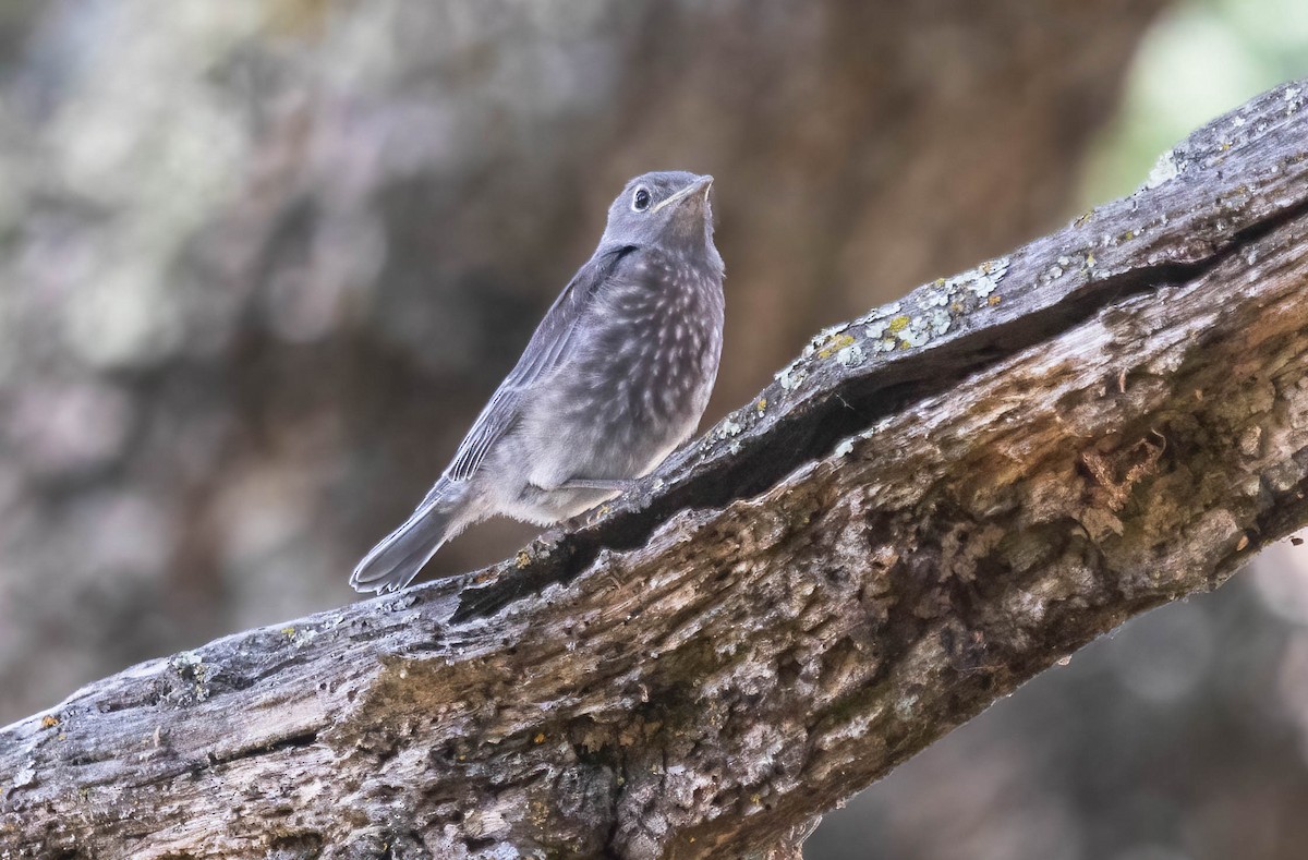 Western Bluebird - ML637282723