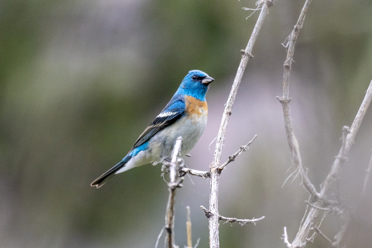 Lazuli Bunting - ML637282759