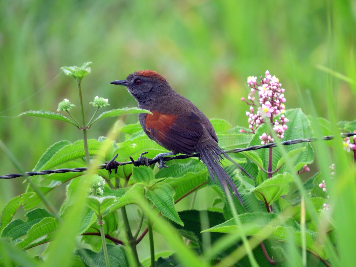 Slaty Spinetail - ML637282768