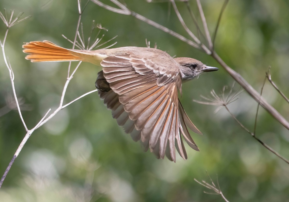 Ash-throated Flycatcher - ML637282770