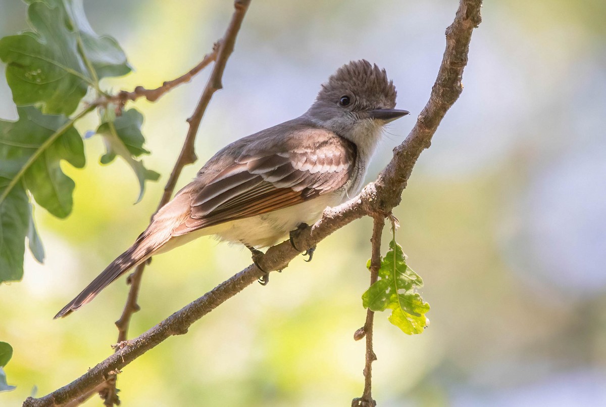 Ash-throated Flycatcher - ML637282771