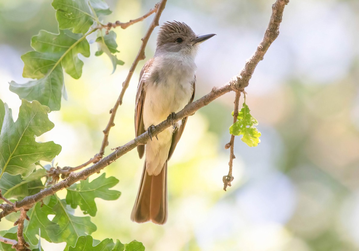 Ash-throated Flycatcher - ML637282772
