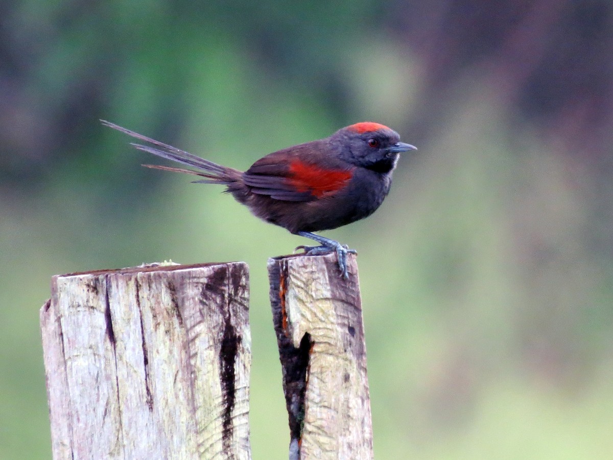 Slaty Spinetail - ML637282782