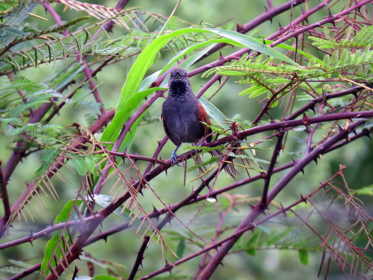 Slaty Spinetail - ML637282789