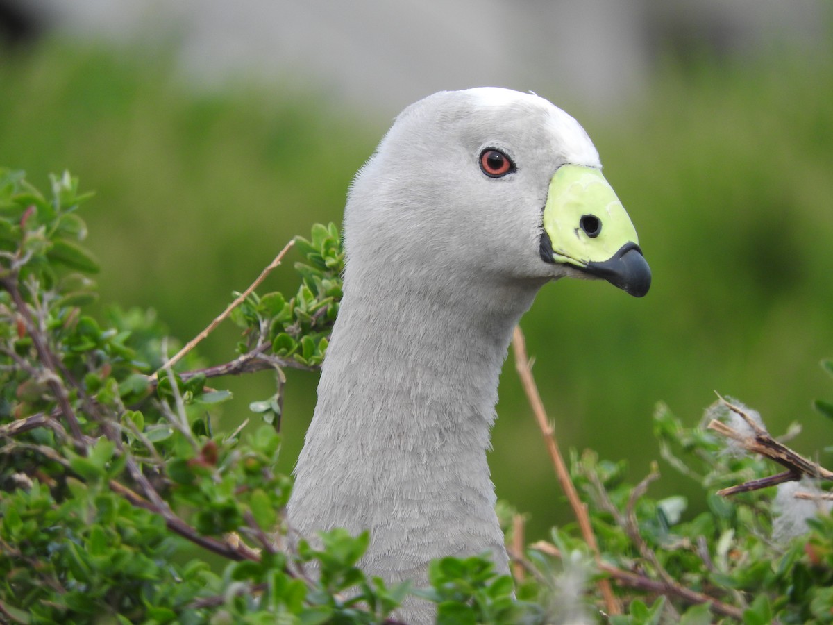 Cape Barren Goose - Jeffrey Crawley