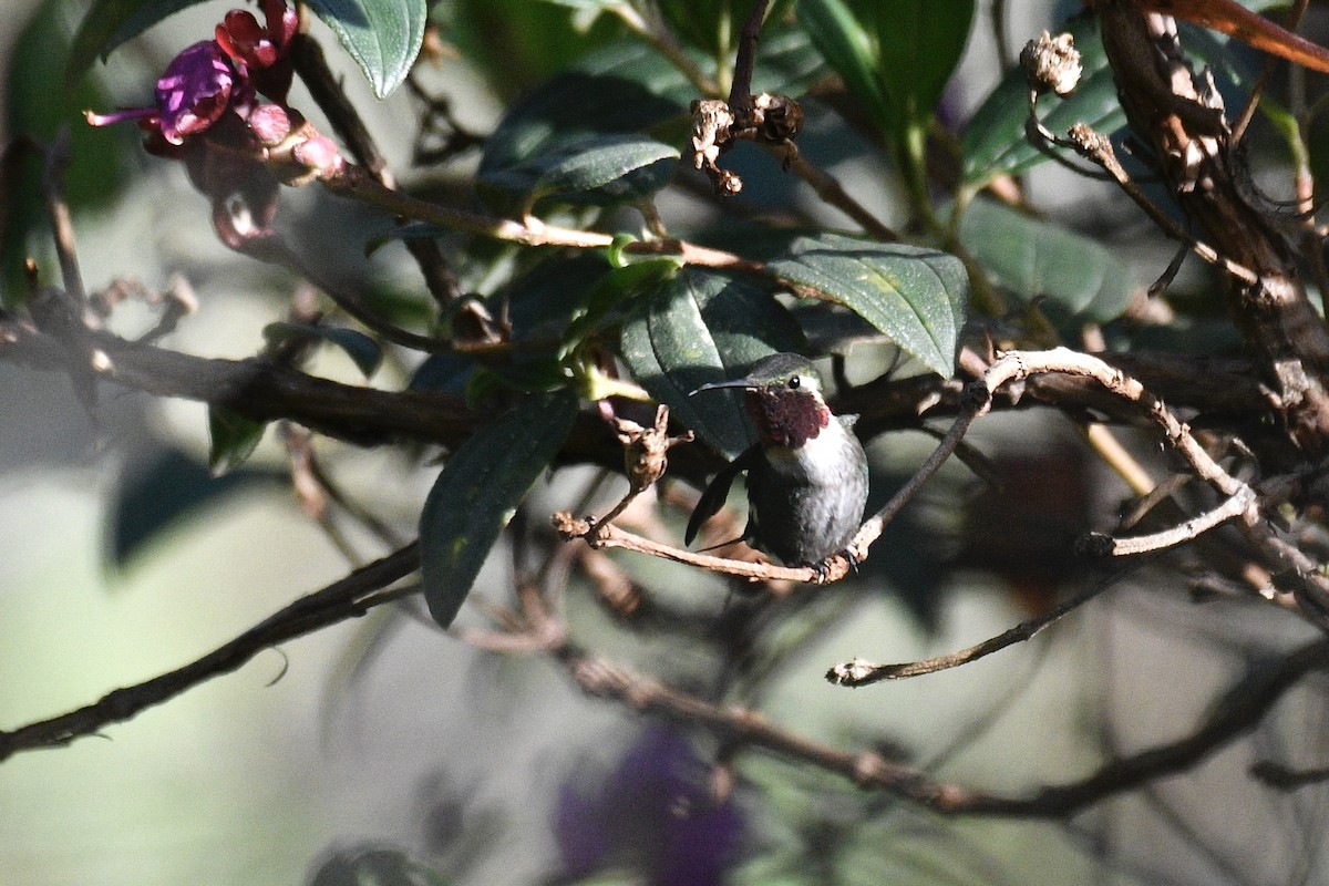 Colibri bourdon - ML637282826