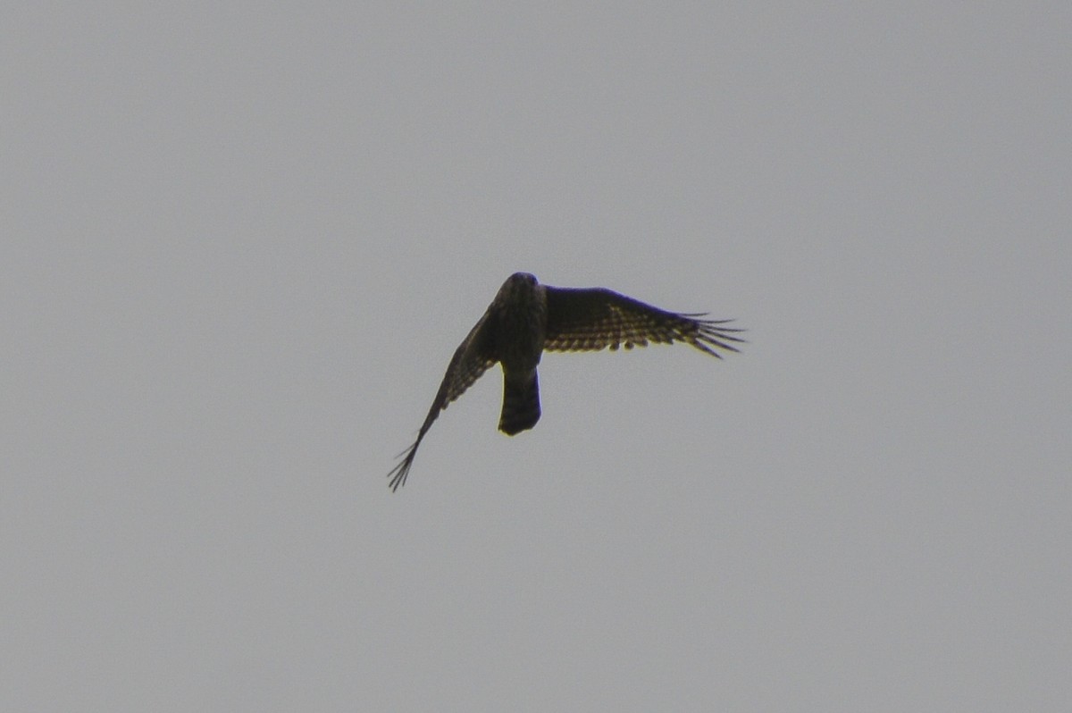 Sharp-shinned/Cooper's Hawk - ML637282829