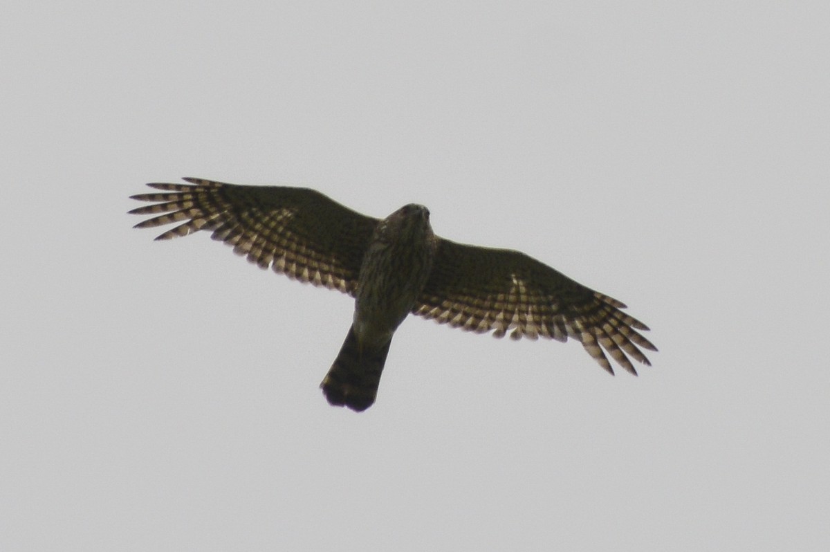 Sharp-shinned/Cooper's Hawk - ML637282833