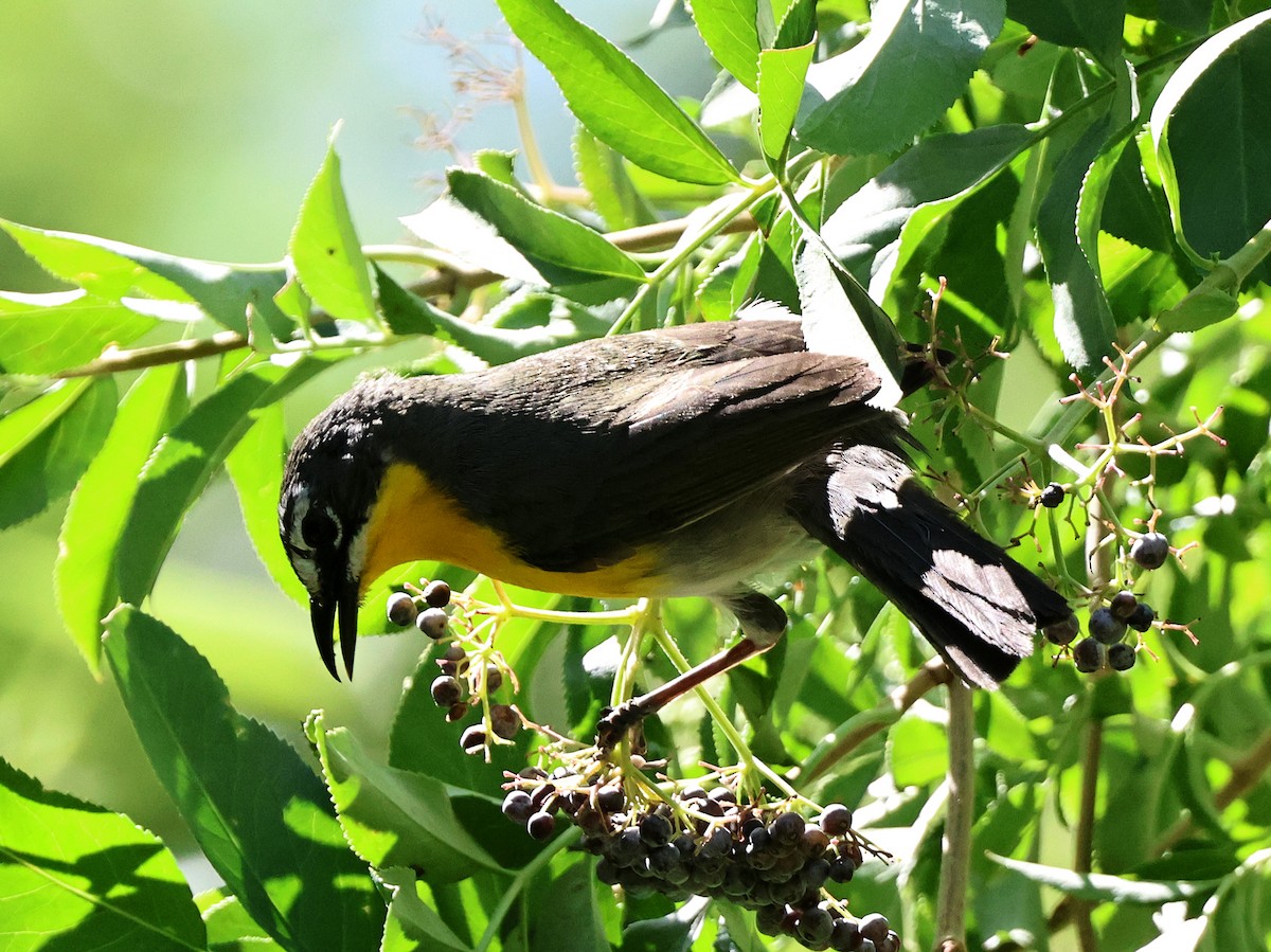 Yellow-breasted Chat - ML637282850