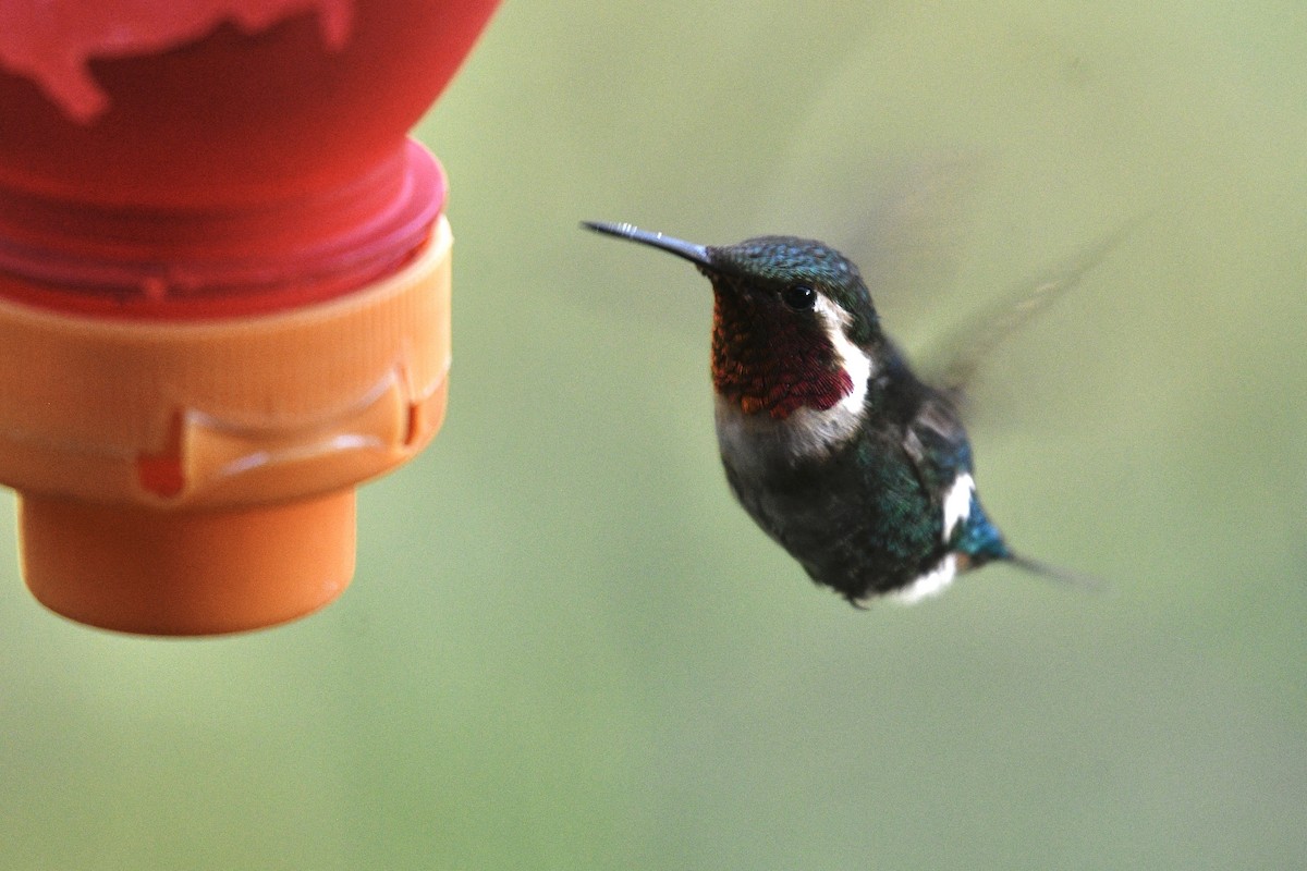 Colibri bourdon - ML637282870