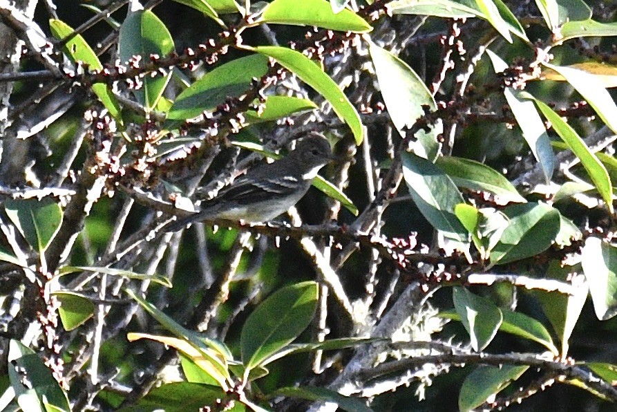 Highland Elaenia - ML637282882
