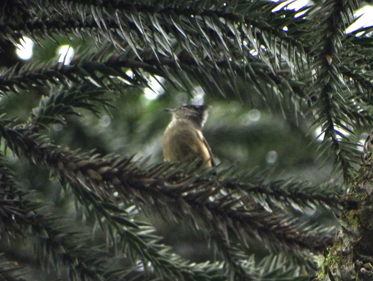 Araucaria Tit-Spinetail - ML637283002
