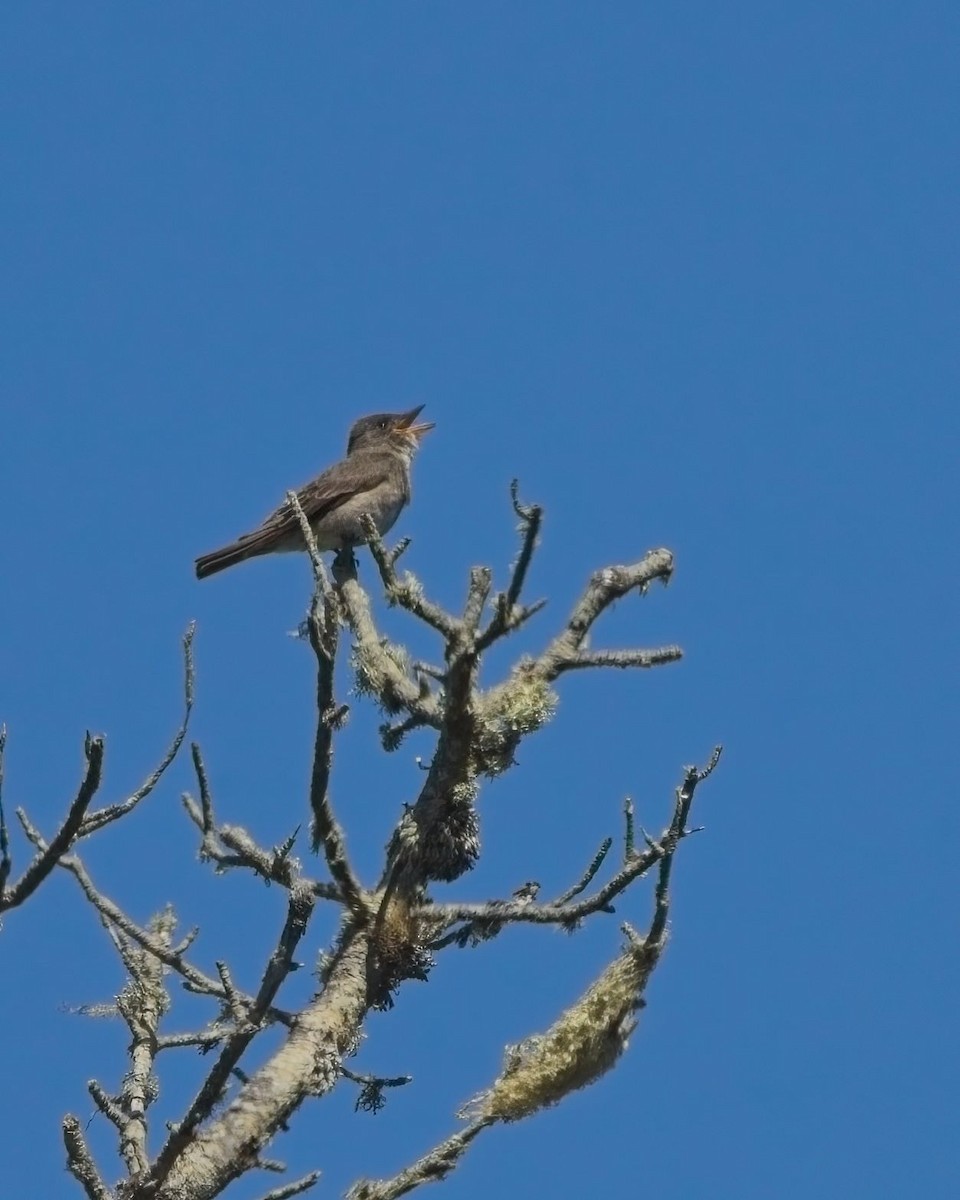 Olive-sided Flycatcher - ML637283130