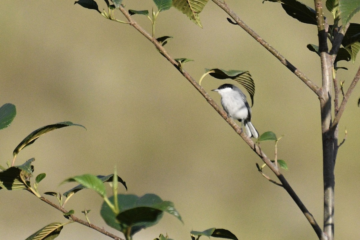 Marañon Gnatcatcher - ML637283248