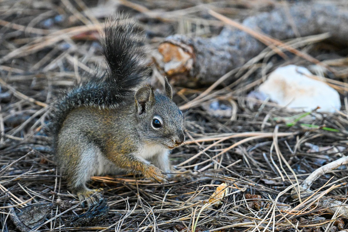Fremont's Squirrel - ML637283334
