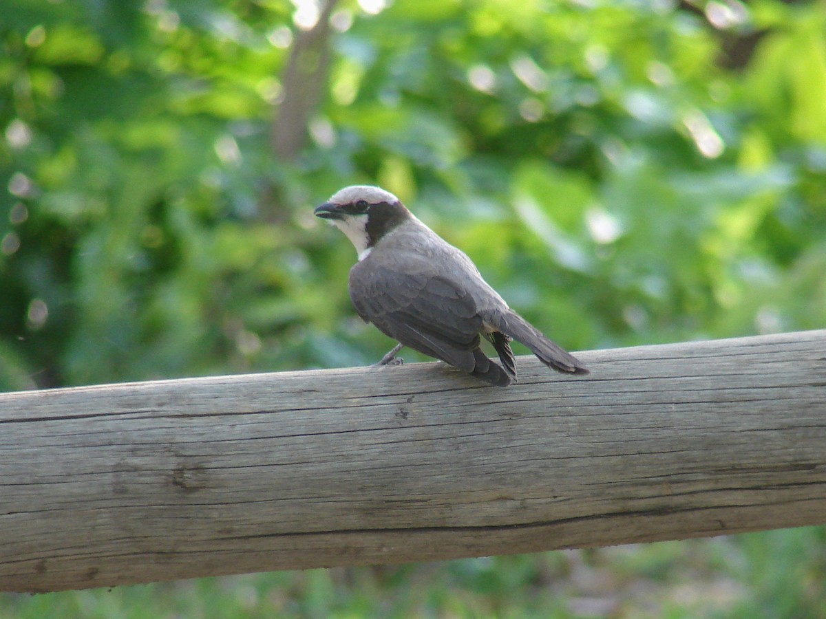 White-crowned Shrike - ML637283363