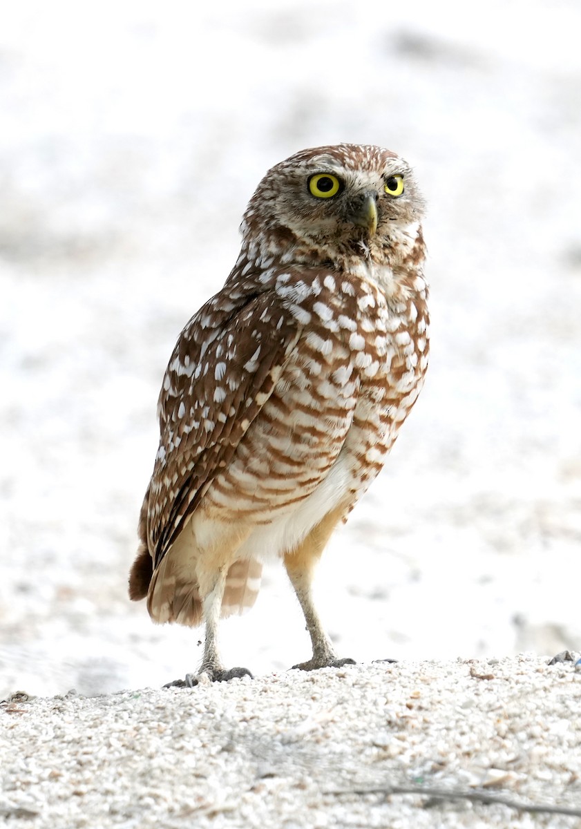 Burrowing Owl (guadeloupensis Group) - ML637283365