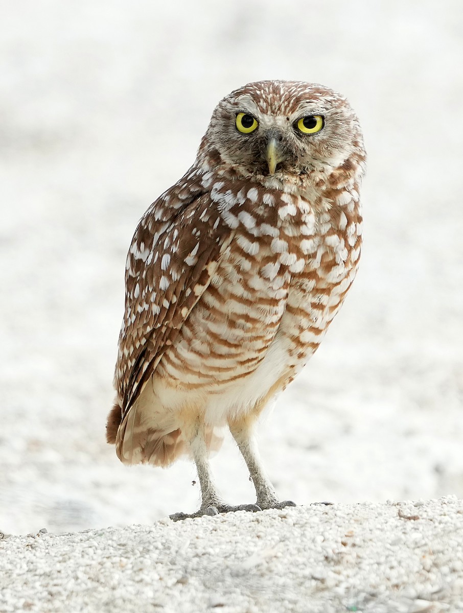Burrowing Owl (guadeloupensis Group) - ML637283366